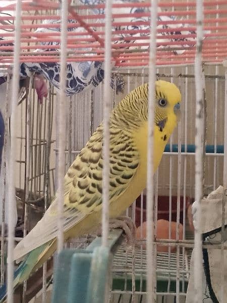 Budgie king size 5