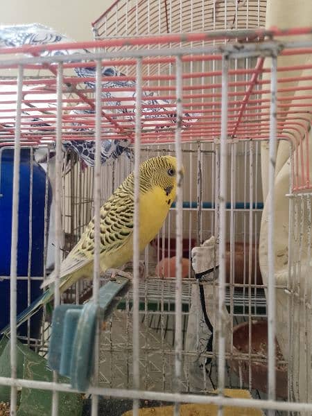 Budgie king size 7