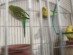 3 chirping parrots along with Cage for sale