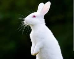 male and female rabbit are available in Faisalabad