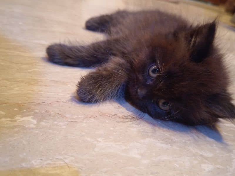 Male cat black color 2 months & 8 days age 0