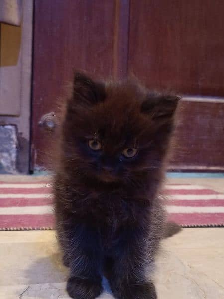 Male cat black color 2 months & 8 days age 1