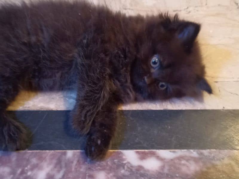 Male cat black color 2 months & 8 days age 2