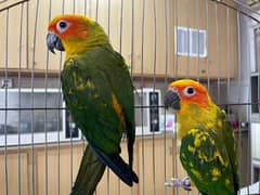 Sunconure parrot for sale