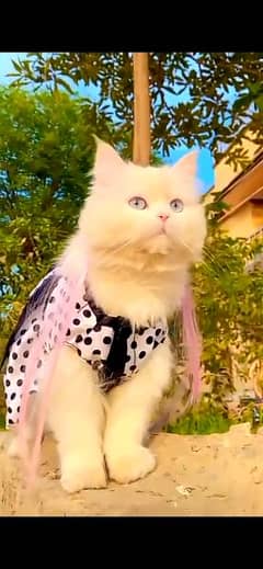 pure Persian cat, triple coated