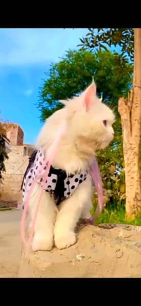 pure Persian cat, triple coated 1