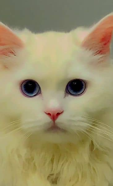 pure Persian cat, triple coated 3