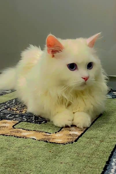 pure Persian cat, triple coated 4