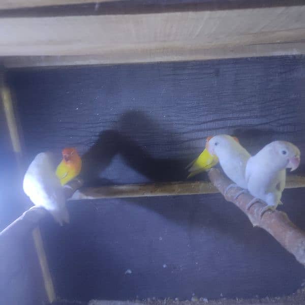 Pair with fertile Egg, All pair for sale 2