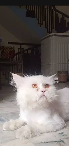white color Persian cat yellow eyes triple coat what's up 03307746276 0