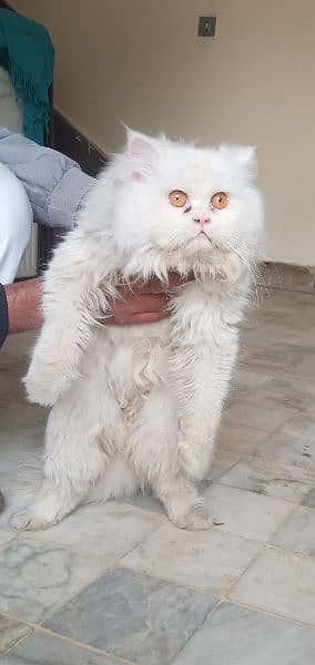 white color Persian cat yellow eyes triple coat what's up 03307746276 1