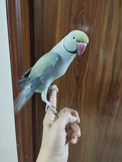 grey ringneck male is looking for new shelter