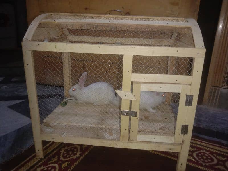 A couple of Rabbits and cage (pinjra) 0