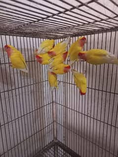 common lutino Red eyes breeder pair for sale with one chick 0