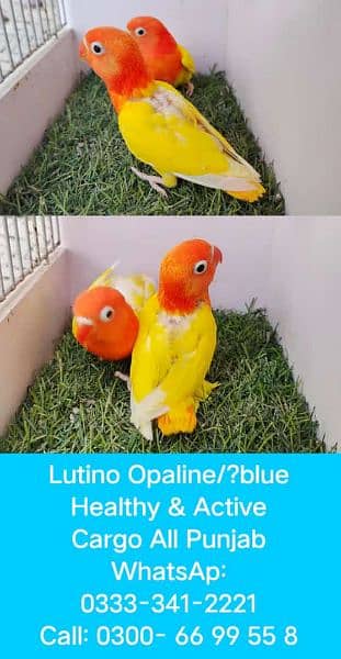 common lutino Red eyes breeder pair for sale with one chick 1