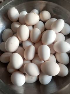 400 per dozen Desi eggs available