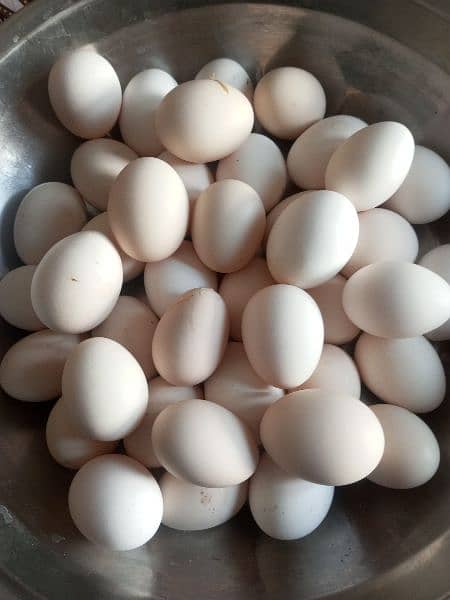 400 per dozen Desi eggs available 0