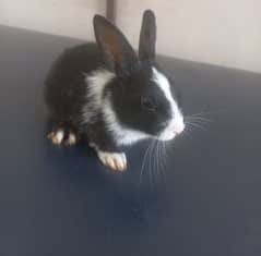 Cute Baby Rabbit for Sale - Perfect Pet! 0