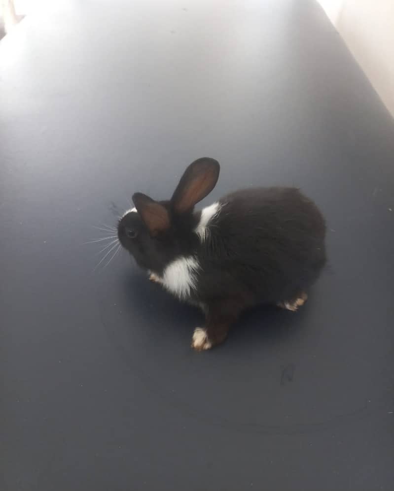 Cute Baby Rabbit for Sale - Perfect Pet! 1