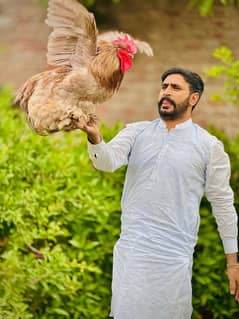 Fancy Breeds kay Eggs & Chicks   For Sale