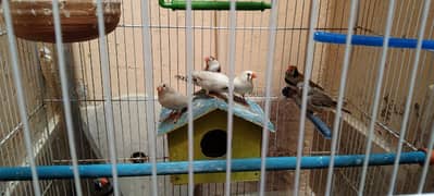 3 breeding finches pairs, 2 adults finches, 1 small with cage