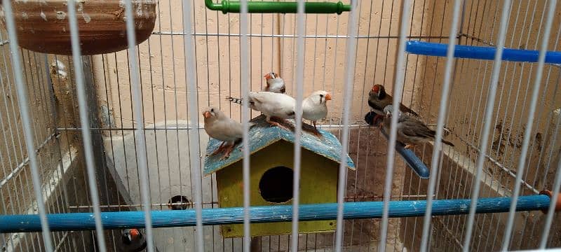 3 breeding finches pairs, 2 adults finches, 1 small with cage 0