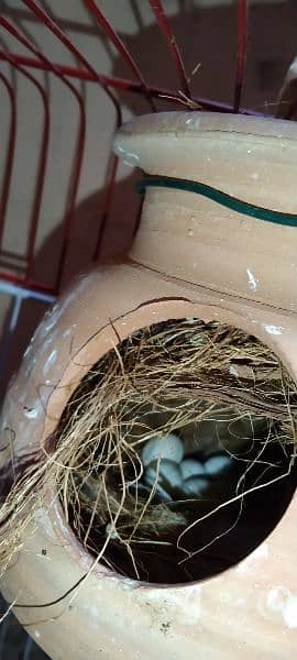 3 breeding finches pairs, 2 adults finches, 1 small with cage 6