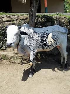 TikTok cow stand