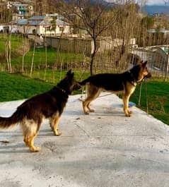 German Shepherd / GSD / German dog / long coat / German male dog 0