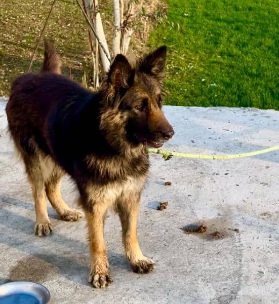 German Shepherd / GSD / German dog / long coat / German male dog 1
