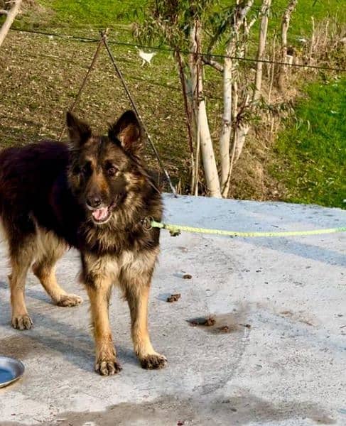 German Shepherd / GSD / German dog / long coat / German male dog 2