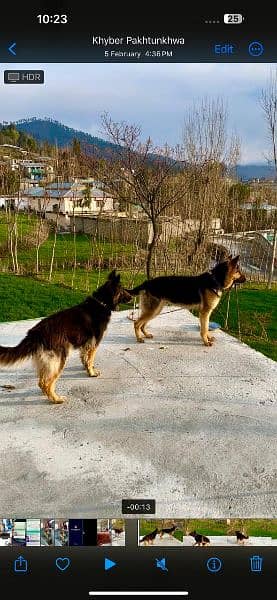 German Shepherd / GSD / German dog / long coat / German male dog 3