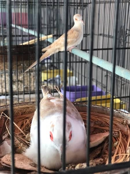 blue pied full wash female Red pied breeder pair and Diamond pied dove 3