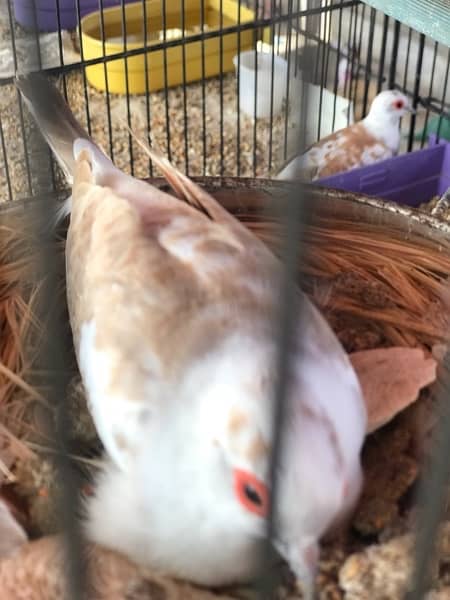 blue pied full wash female Red pied breeder pair and Diamond pied dove 5