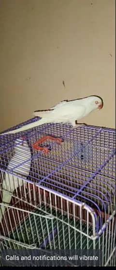White parrot pair 18 months 0