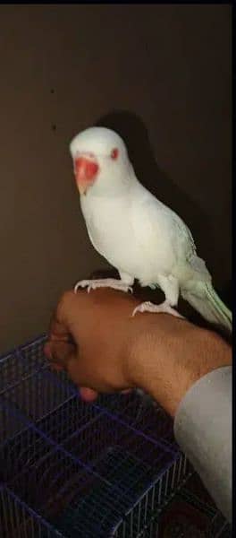 White parrot pair 18 months 1