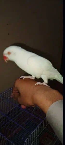 White parrot pair 18 months 2