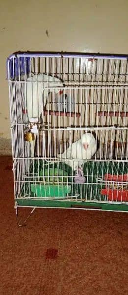 White parrot pair 18 months 3