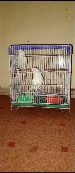 White parrot pair 18 months 4