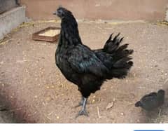 Ayam cemani pair for sale most expensive breed in Pakistan