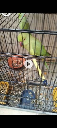 parrot pair and finches
