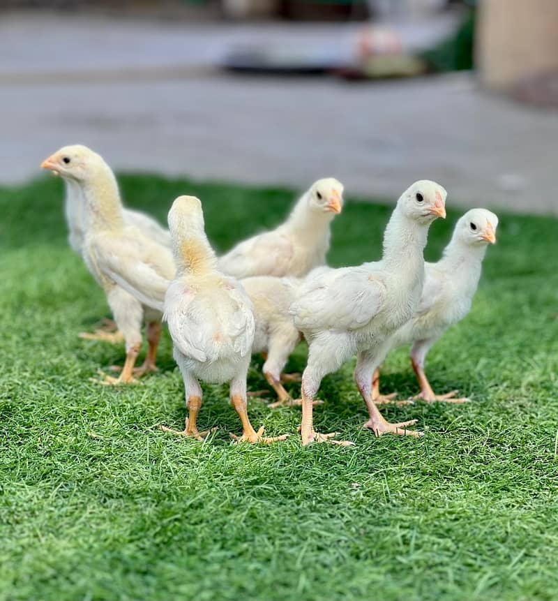 White OH Shamo Chicks For Sale 3