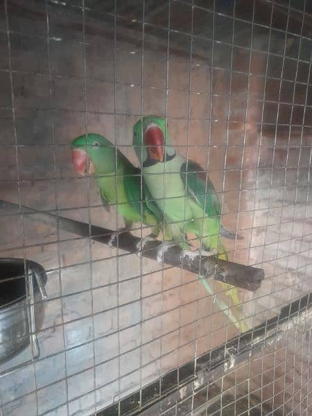 Raw parrot pair for sale 0