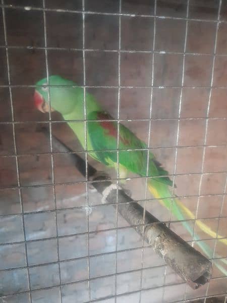 Raw parrot pair for sale 2