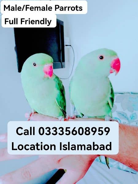 Single 5500 Final Hand Tamed Green Ring Neck Male/Female Parrots 0