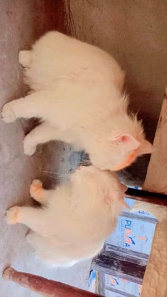 urgent for sale 2 persian cat 1