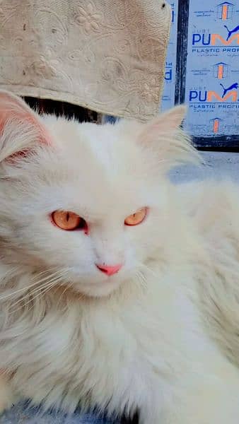 urgent for sale 2 persian cat 2