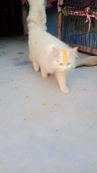 urgent for sale 2 persian cat 3