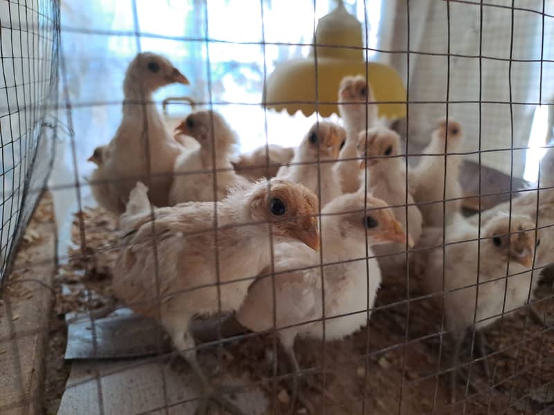 Excellent Quality Buff Sebright chicks Hen available 2