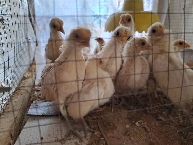 Excellent Quality Buff Sebright chicks Hen available 3